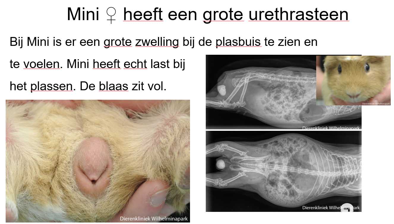 Deze grote steen bij cavia Mini wordt met een operatie verwijderd